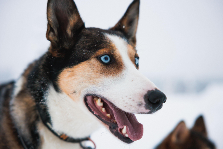 Rovaniemi : Aventure Husky sur la longue piste du cercle arctiqueRovaniemi : aventure arctique en traîneau de huskys