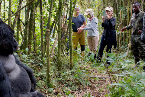 Dagstur i vulkanernas nationalpark - Gorillatrekking i Rwanda