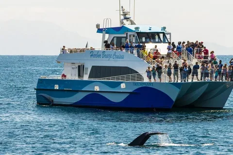 São Pedro: Cruzeiro de observação de baleias e golfinhos em West Harbor LA
