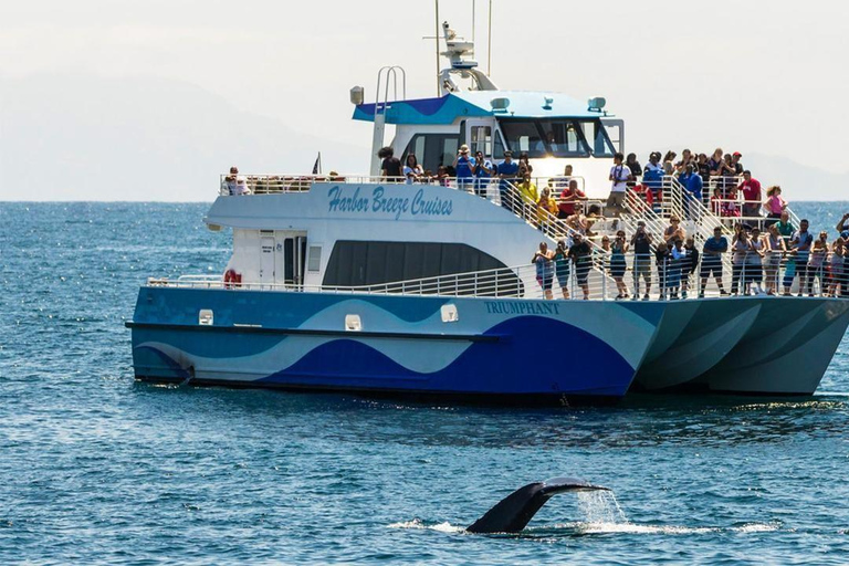 San Pedro: West Harbor LA Dolphin & Whale Watching Cruise