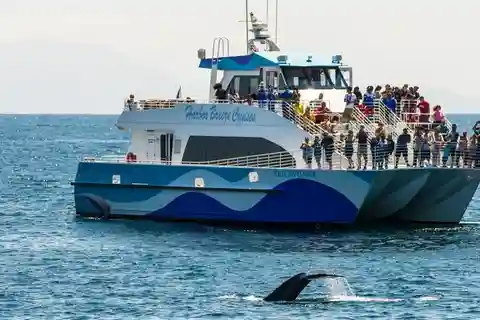 San Pedro: West Harbor LA Dolphin & Whale Watching Cruise