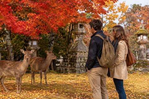 Nara: Autumn Colors, Deer & Historic Park Walk Early Bird 20% Off – Limited Autumn Offer