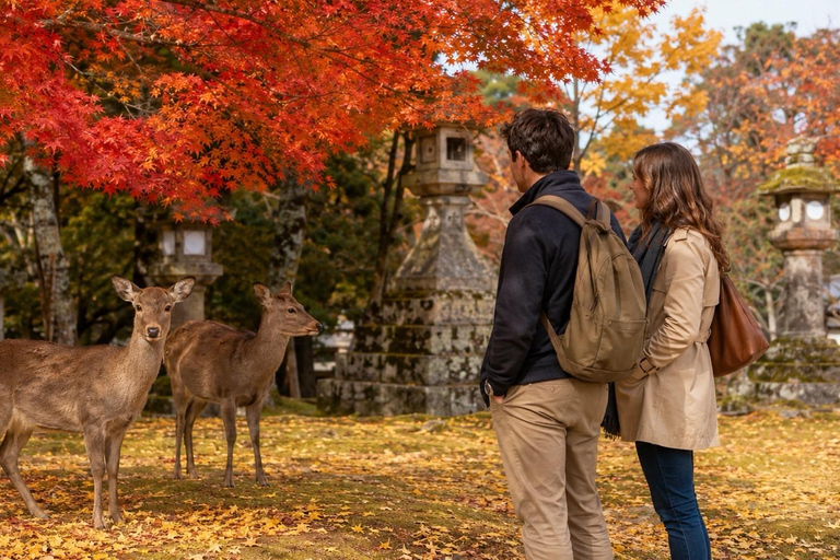 Nara: Autumn Colors, Deer & Historic Park Walk Early Bird 20% Off – Limited Autumn Offer