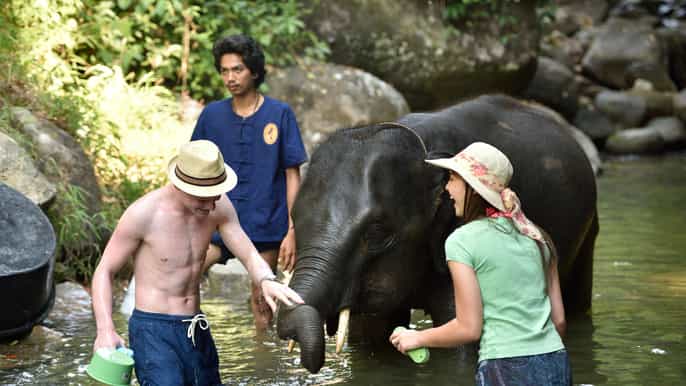 phang nga esperienza etica con gli elefanti e rafting