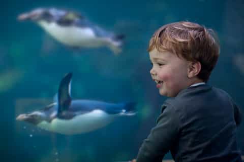 Two Oceans Aquarium: Skip-the-Line Entrance ticket