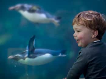 Two Oceans Aquarium: Ticket mit Einlass ohne anstehen Two Oceans Aquarium: Ticket mit Einlass ohne anstehen