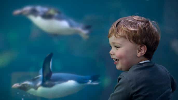 two oceans aquarium skiptheline entrance ticket