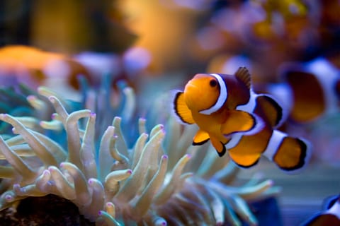 Two Oceans Aquarium: Skip-the-Line Entrance ticket