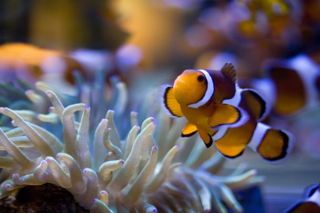Visit Two Oceans Aquarium: Skip-the-Line Entrance ticket in Cape Town