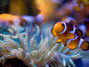 Two Oceans Aquarium: Ticket ohne Anstehen Two Oceans Aquarium: Ticket ohne Anstehen