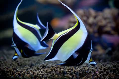 Two Oceans Aquarium: Skip-the-Line Entrance ticket