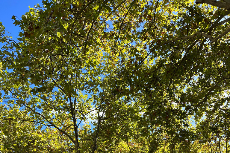 Uzès: Stories, Alleys, and Secrets of the Duchy Uzès: Stories, Alleys, and Secrets of the Duchy / Private Tour