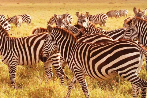 3-Day Camping Safari in Arusha National Park