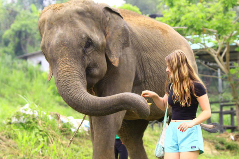 Phuket: Elephant Feeding Program