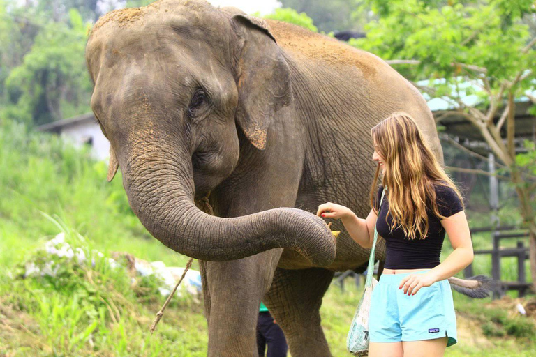 Phuket: programa de alimentación de elefantes