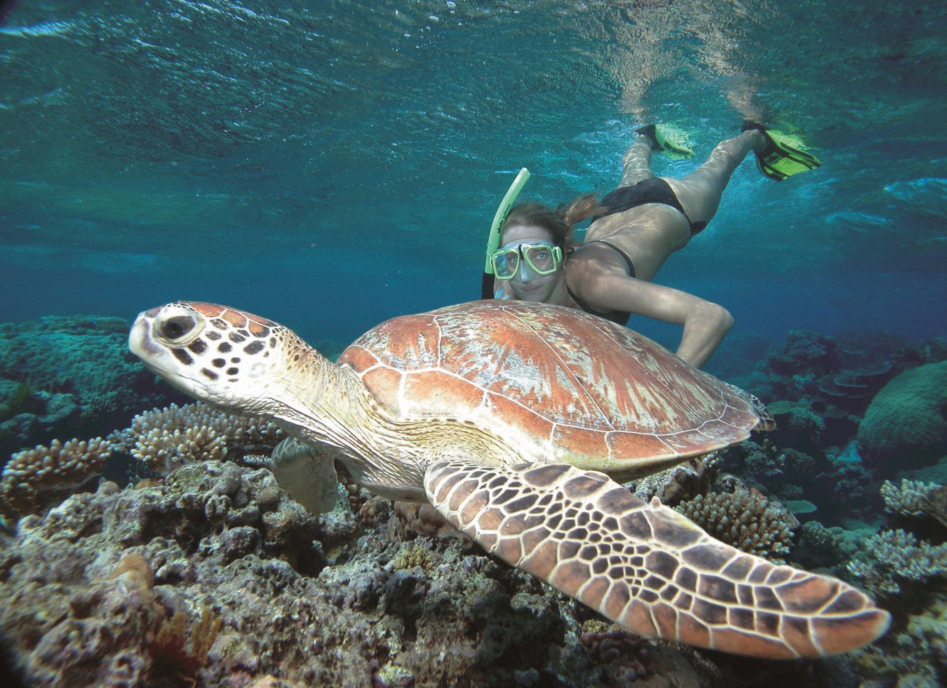 Port Douglas: Reef & Low Isles-krydstogt på luksuskatamaran