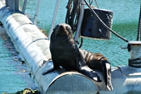 Queen Charlotte Sound Mail Boat Cruise depuis Picton - Housity