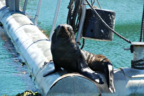 Queen Charlotte Sound Mail Boat Cruise from Picton