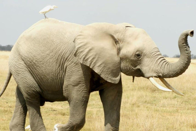 Parque Nacional de Amboseli: Excursão guiada de 1 dia