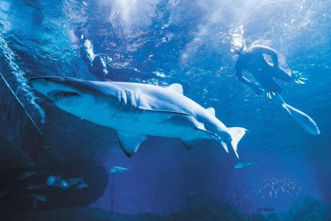 Diving with Sharks and Admission to AQWA
