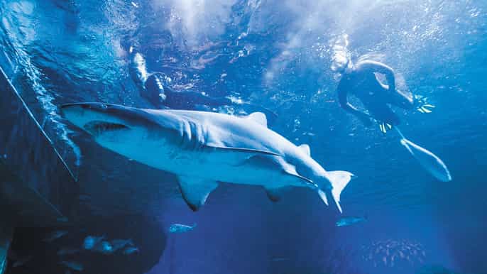diving with sharks and admission to aqwa