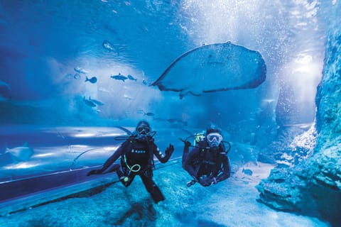 Perth: Diving with Sharks and Admission to AQWA