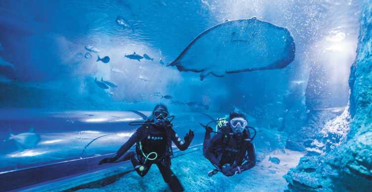 Perth Diving with Sharks and Admission to AQWA