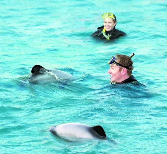 Akaroa : baignade de 3 h avec des dauphins sauvages