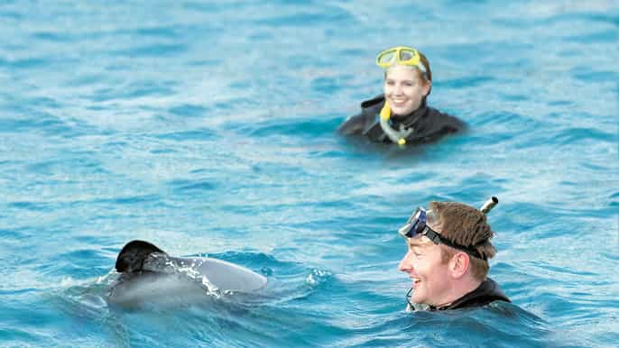 akaroa swimming with wild dolphins 3hour experience