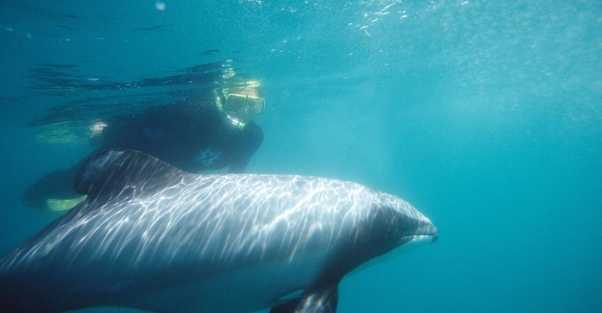 Akaroa, Swimming with Wild Dolphins 3-Hour Experience - Housity