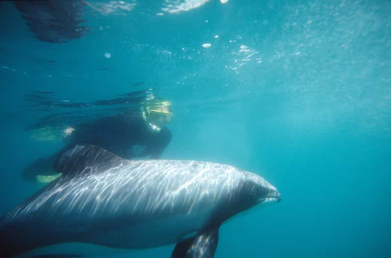 Swimmer Rescued After Chance Encounter with Dolphins