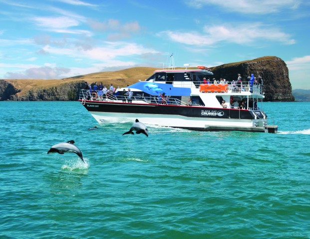 Visit Akaroa Harbour 2-Hour Nature Cruise in Onawe, New Zealand