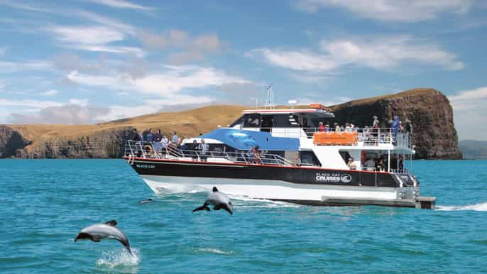 akaroa harbor 2godzinny rejs przyrodniczy
