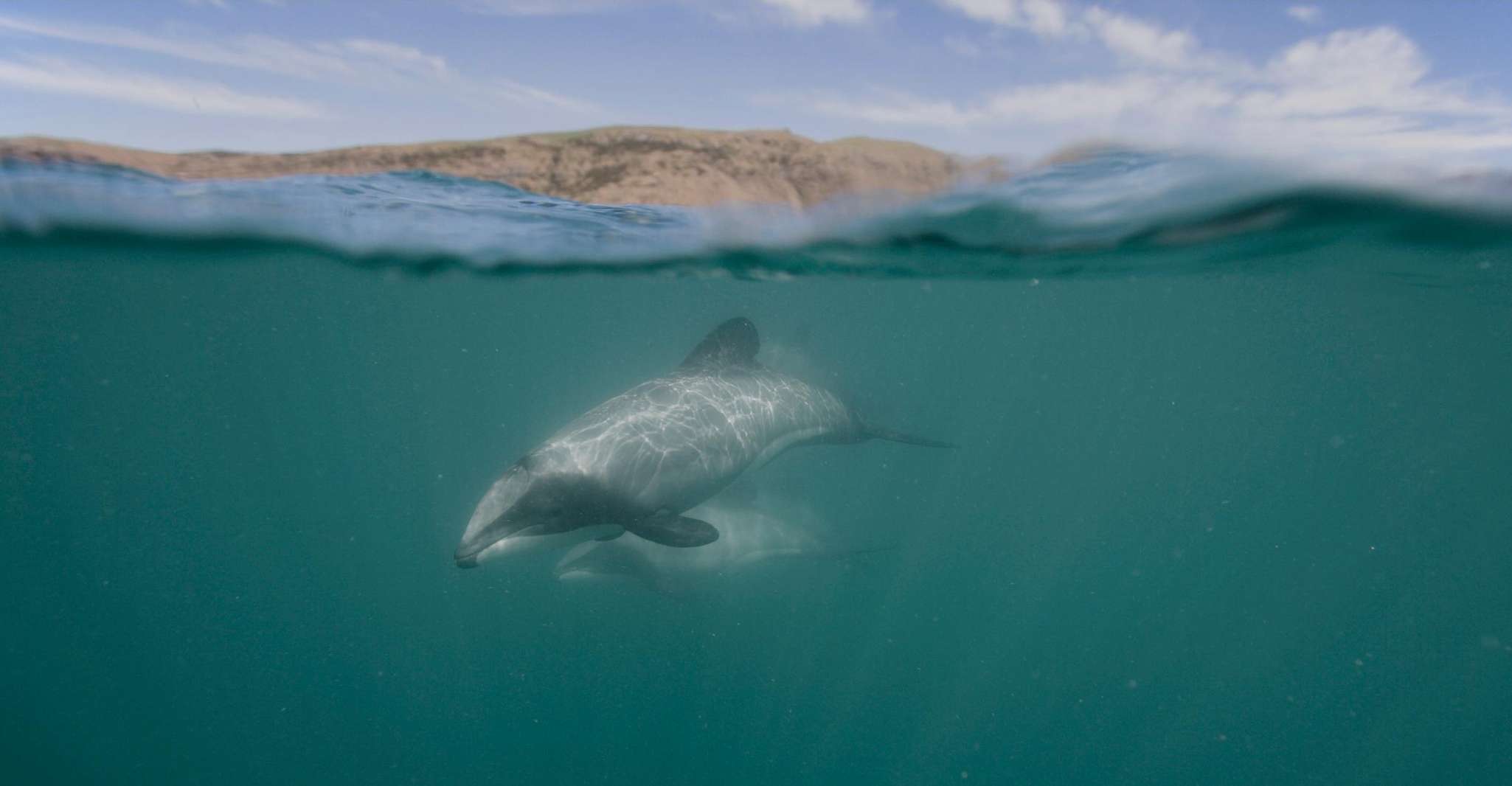 Akaroa Harbour 2-Hour Nature Cruise - Housity