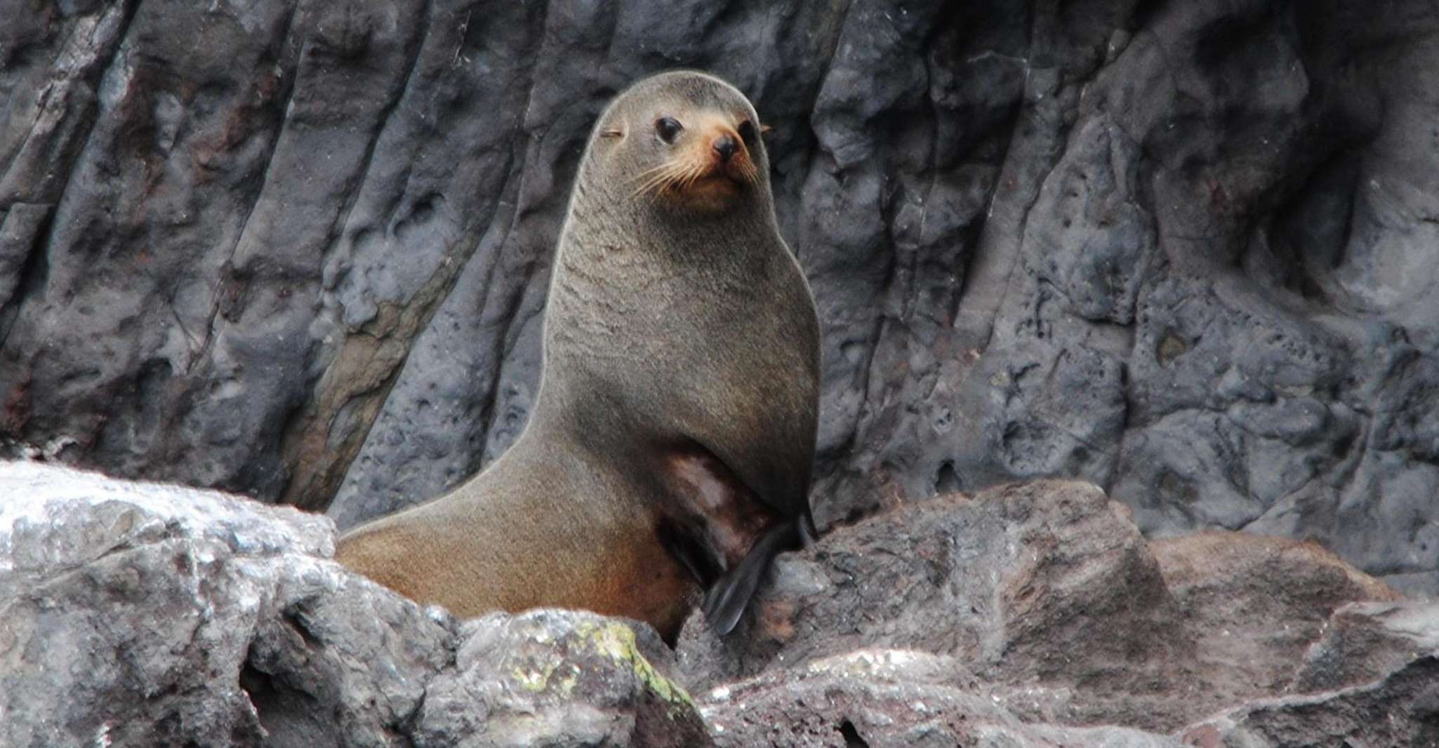 Akaroa Harbour 2-Hour Nature Cruise - Housity