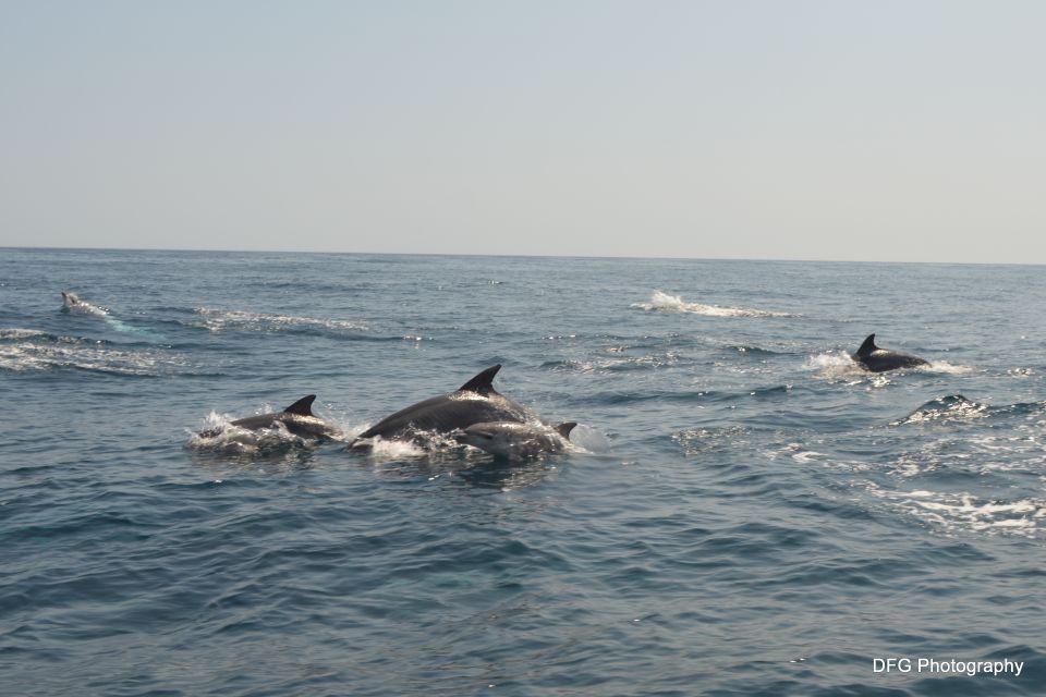 From Lagos: Dolphin and Whale Watching Tour