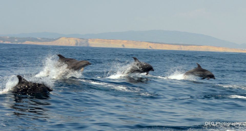 The 5 Best Dolphin & Whale Watching Tours in Portugal