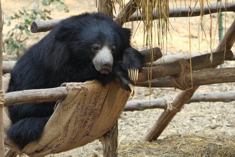 Desde Agra Excursión de un día a SOS Conservación de Elefantes y Rescate de Osos