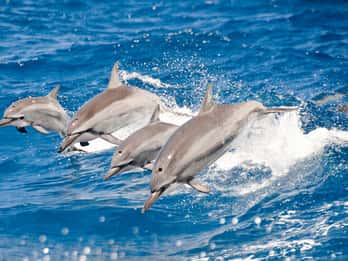 Oahu: Delfin Watching und Schnorcheln in Waianae Oahu: Delfin Watching und Schnorcheln in Waianae