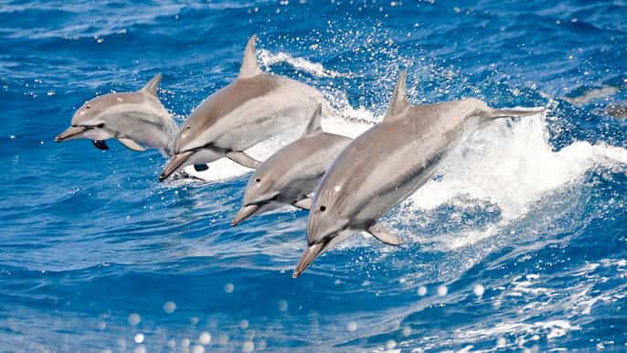 oahu 3h de avistamiento de delfines y esnórquel en waianae
