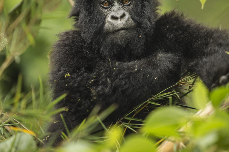 Rwanda: 4-Day Gorilla and Chimpanzee Trekking Tour