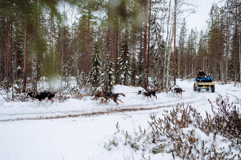 Running with the Pack, 5km Husky Ride and a Kennel Tour