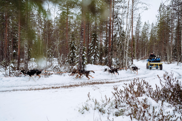 Running with the Pack, 5km Husky Ride and a Kennel Tour