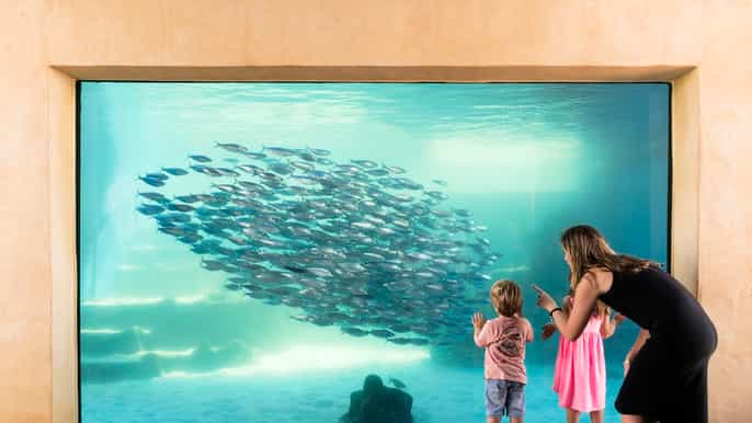 perth tickets für das aqwa aquarium of western australia