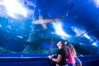 Perth, AQWA Aquarium of Western Australia Entradas - Hizvo