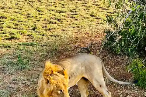 Kampala/Entebbe: 3-Day Murchison Falls National Park Safari