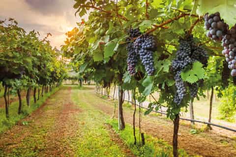 From Florence: Chianti Half-Day Afternoon Tour