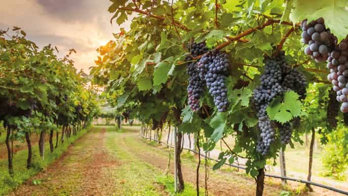 chianti tour pomeridiano da firenze