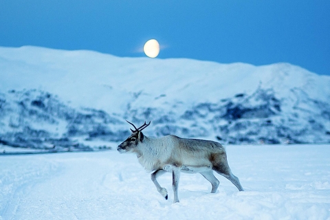 Tromsø: Reindeer Camp Dinner with Chance of Northern Lights