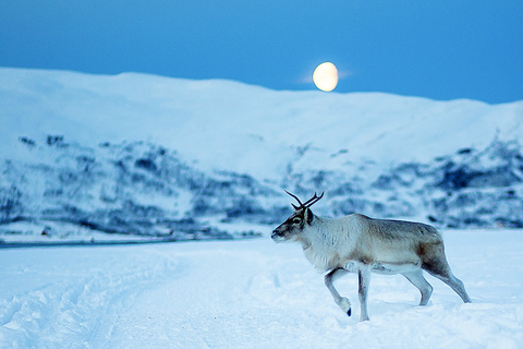 Tromsø: Abendessen im Rentier-Camp & Chance auf Nordlichter